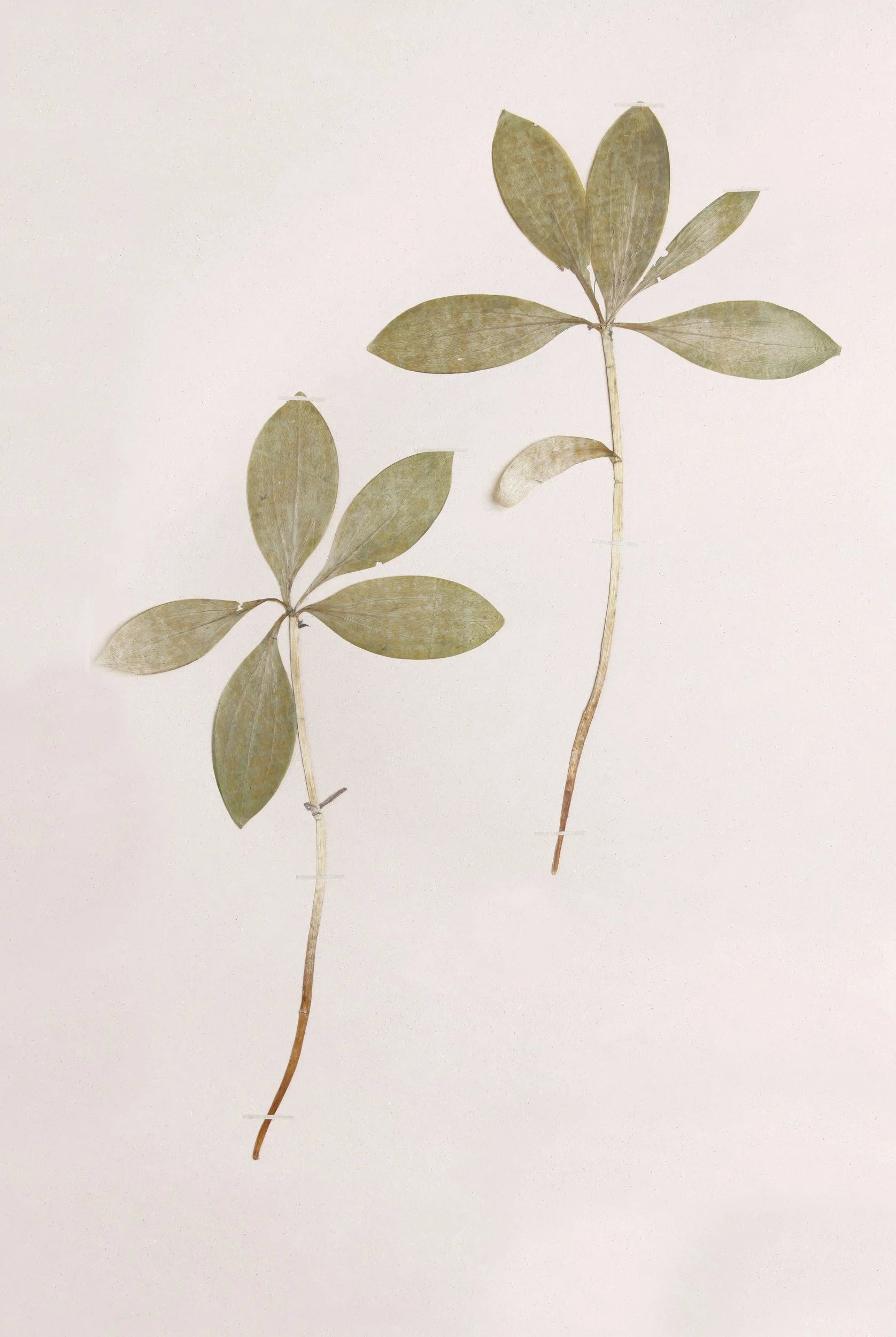 Botanical illustration of a plant with green leaves on a light pink background
