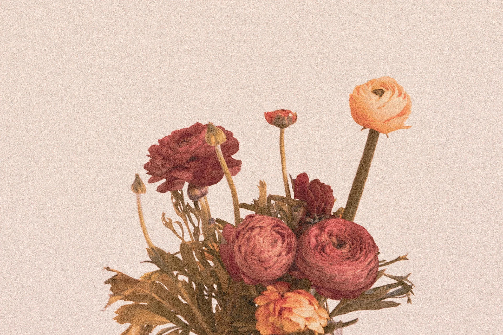 Illustration of flowers on a beige background
