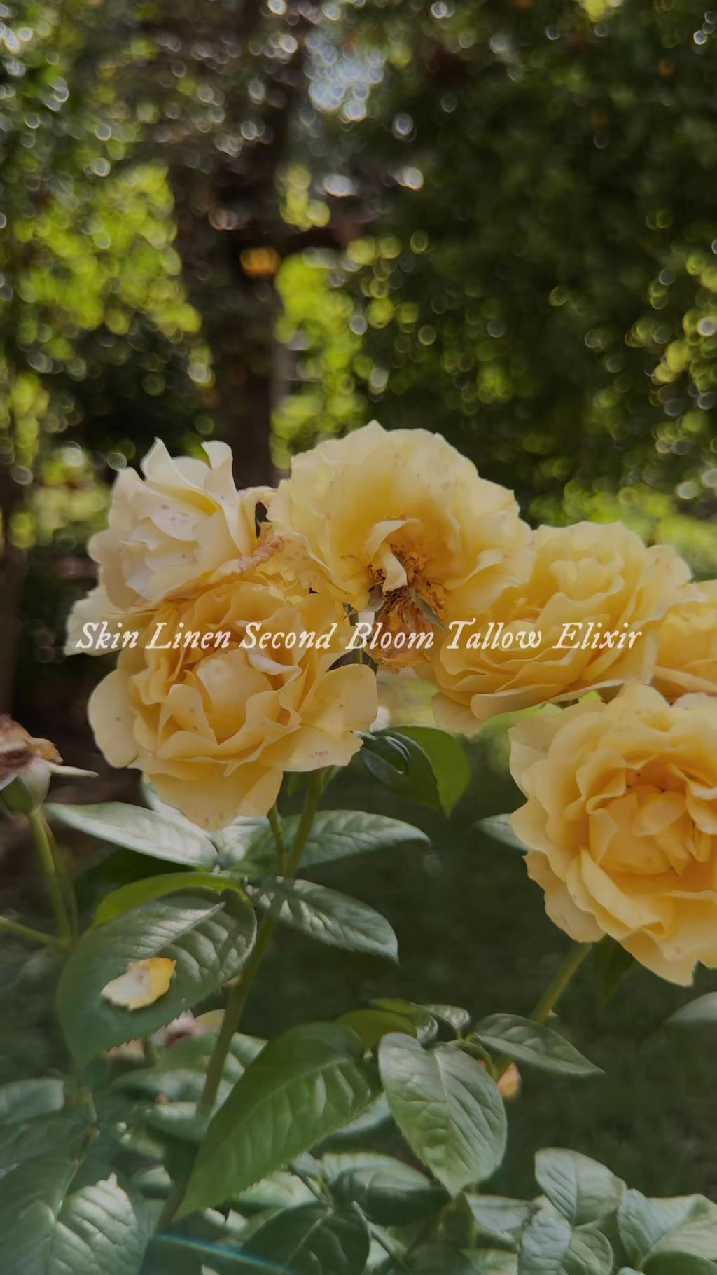 SECOND BLOOM WILD YAM MATURE SKIN TALLOW BALM
